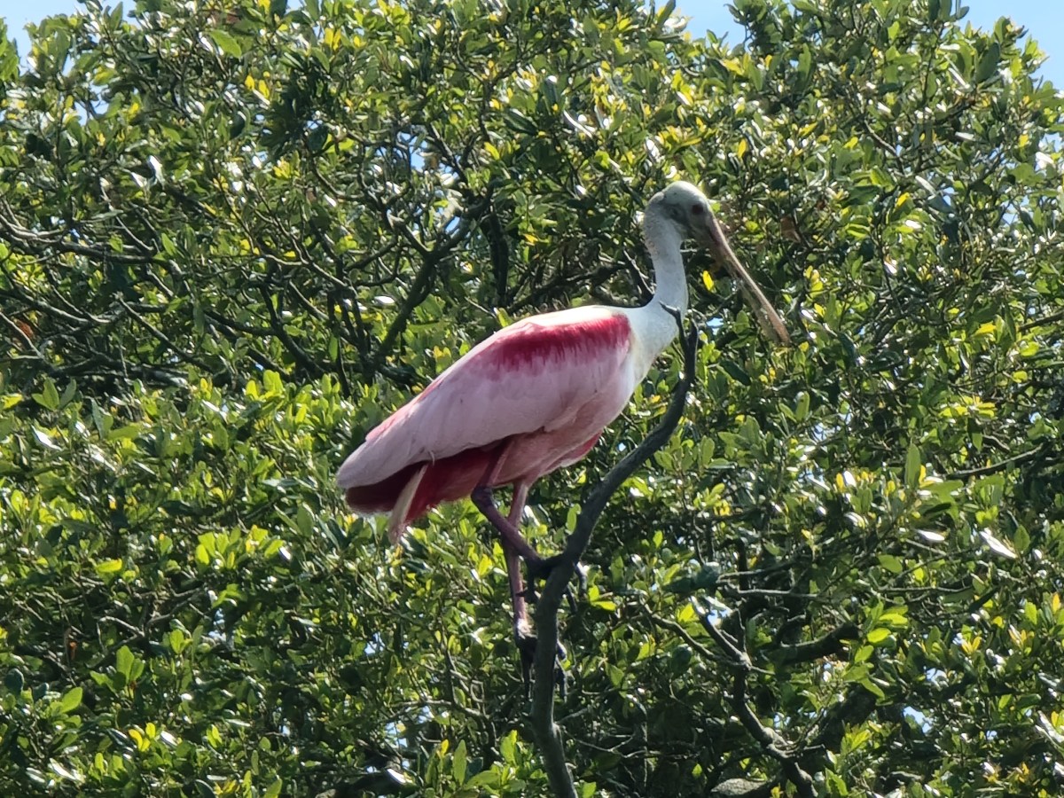 St. Augustine Alligator Farm: A Good Place to Get Eaten or&nbsp;Disrespected